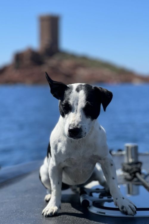 Snoopy la mascotte des bateaux de Saint Raphael sea you sun